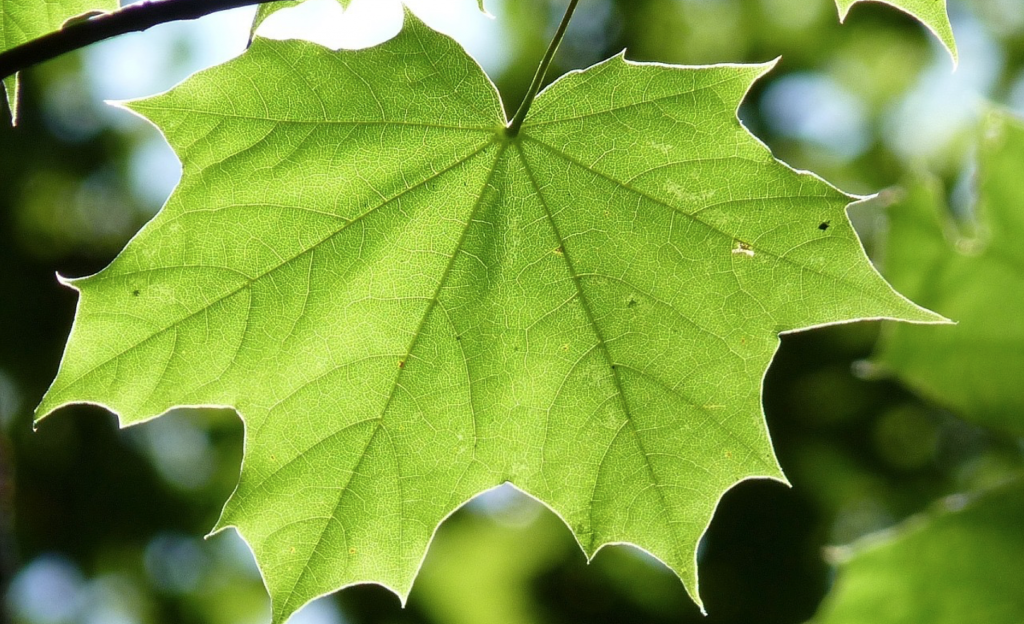 real-maple-leaf