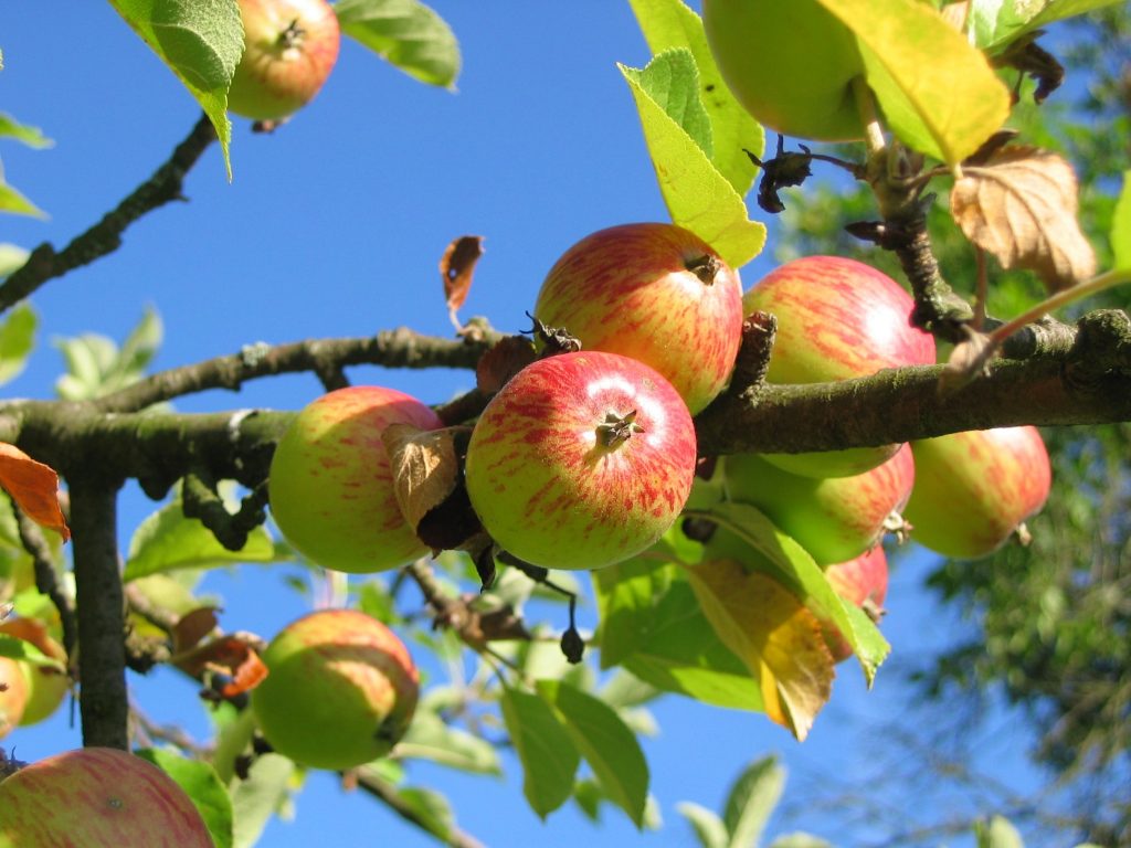apple-tree-apples-colorful-54629